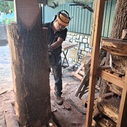 JOSEF - Der erste Anschnitt mit Rindenentfernung beim Eschenholzstamm.